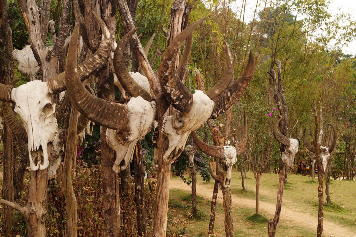 "Đây là những đại diện sống của văn hóa bộ lạc cuối cùng ở Trung Quốc", Thời báo Hoàn Cầu khẳng định - Ảnh chụp màn hình.