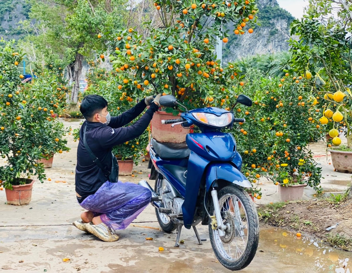 Quá ế ẩm, người bán phá bỏ đào quất ngày 29 Tết 