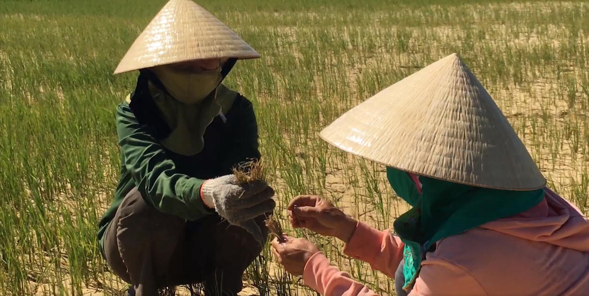 Người dân xót xa trước những cây lúa bị chết cháy do thiếu nước 