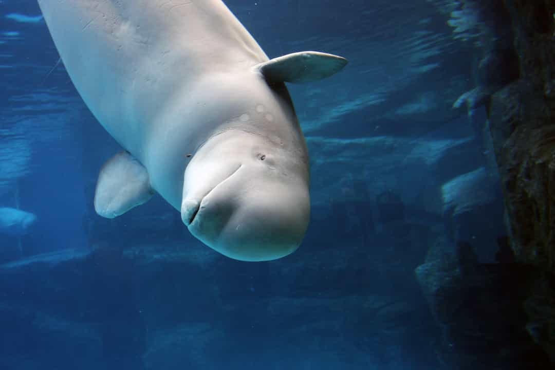 Cá voi beluga là một trong những sinh vật tốt bụng nhất ở biển, chúng đã được biết đến bằng việc nhiều lần giải cứu người chết đuối bằng cách đẩy họ lên mặt nước, giống như cá heo. Các nhà nghiên cứu cũng đã quan sát thấy chúng có ngôn ngữ riêng và được đặt biệt danh là "những con chim hoàng yến của biển cả". 