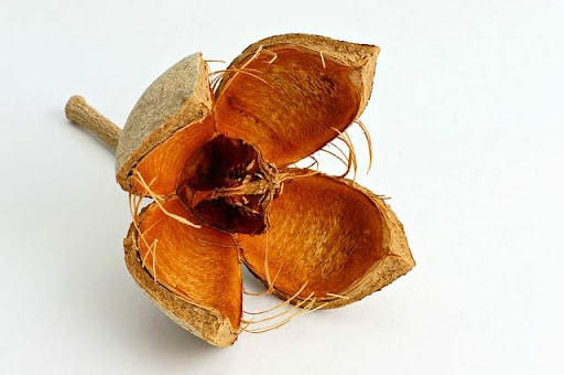 Nôn nao nhớ xà cừ