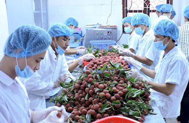 Cán bộ kỹ thuật của Sở Nông nghiệp và Phát triển nông thôn tỉnh Bến Tre kiểm tra đo độ mặn tại cống thủy lợi Tre Bông, xã Tiên Thủy, huyện Châu Thành.