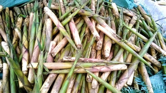 Cây măng sặt.