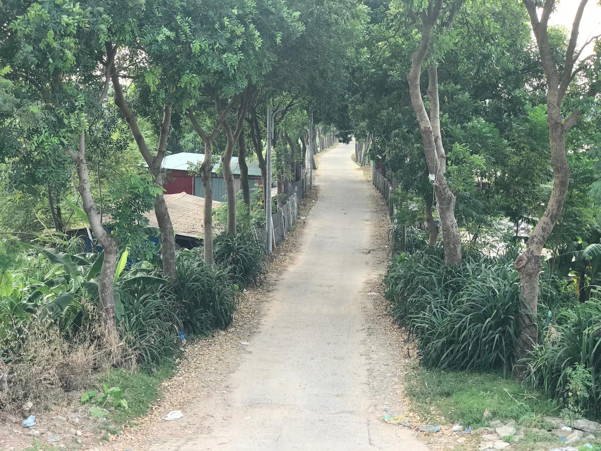 Nôn nao nhớ xà cừ