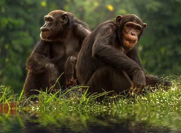 Tinh tinh Bonobo.