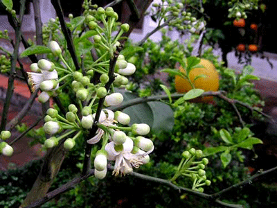 Ngoài công dụng để trưng cho thơm và đẹp, hoa còn có tác dụng giảm cảm, giải rượu, chữa đau dạ dày, đau đầu do mệt mỏi, giúp thư thái tinh thần…Lá, hoa, vỏ quả bưởi đều chứa tinh dầu nên nó thường được dùng để xông giải cảm.