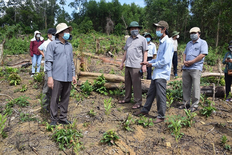 Chủ tịch UBND tỉnh Phú Yên Trần Hữu Thế cùng Đoàn công tác tại hiện trường vụ phá rừng.