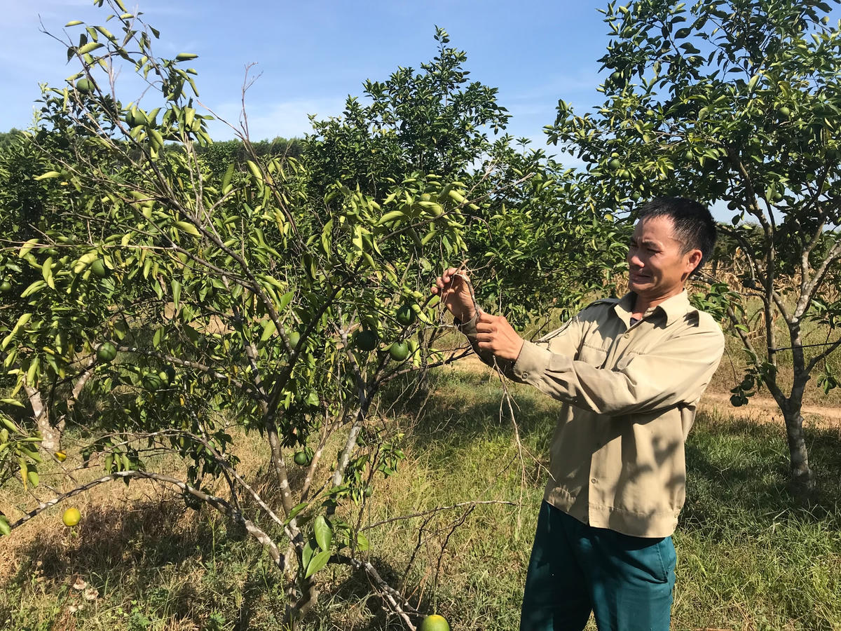 Cây ăn quả khô, héo do thiếu nước, nông dân khóc ròng.