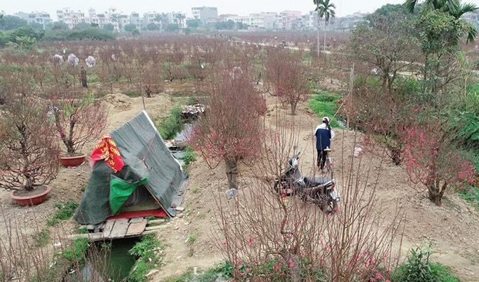 Vựa đào lớn nhất Hải Dương vắng khách.  