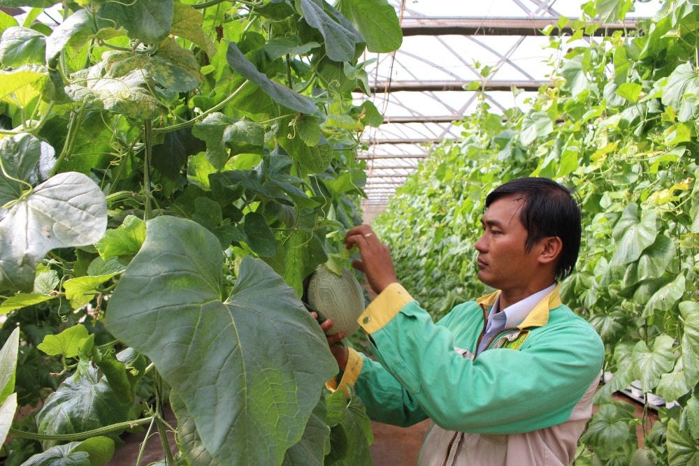 Trái cây là một trong những mặt hàng nông sản rất cần các thị trường mới để phát triển bền vững.