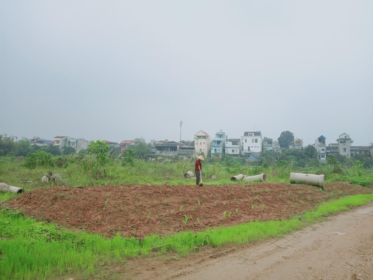 Dự án bị bỏ hoang đã lâu nên người dân tận dụng trồng rau và hoa màu bên trong khu đất.