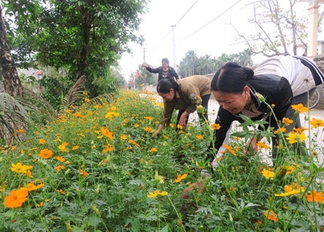 Người dân chung tay làm những con đường hoa tại huyện Thanh Hà, Hải Dương. Ảnh: Đức Anh.  