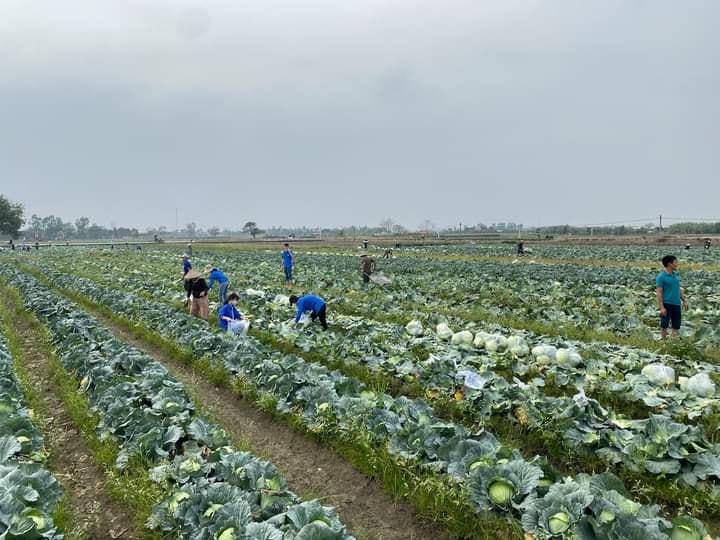 Hải Phòng: Trong 1 ngày, thần tốc 'giải cứu' 60 tấn bắp cải 