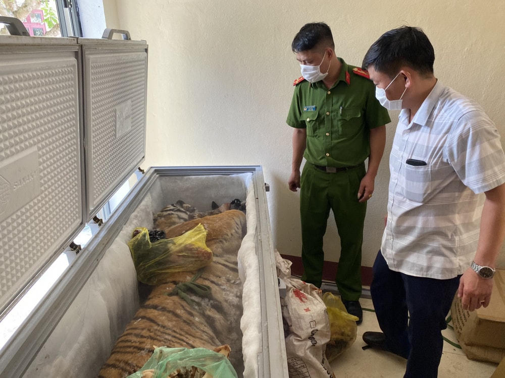 Cảnh sát phát hiện nguyên một con hổ và nhiều xương động vật trong tủ đông nhà đối tượng Nguyễn Văn Chung.