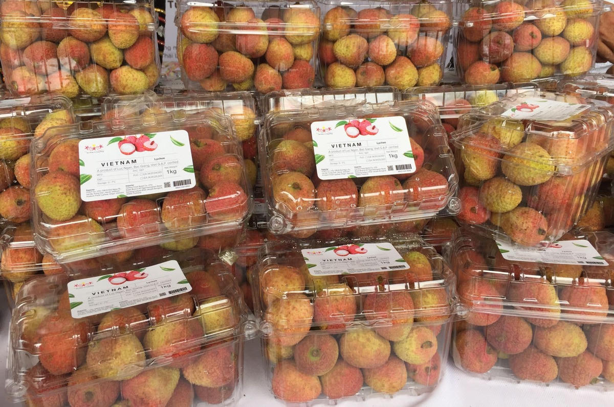 Vải thiều Lục Ngạn đã được Nhật Bản cấp bằng bảo hộ chỉ dẫn địa lý.