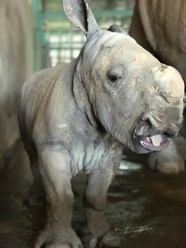 Kỷ lục 4 tê giác con chào đời trong vòng 16 tháng tại Vinpearl Safari