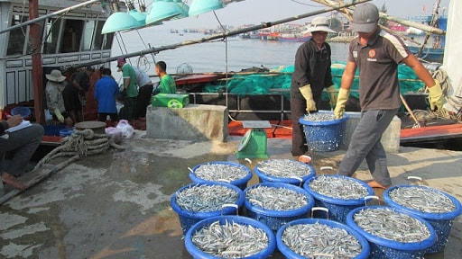 Mùa cá cơm ở Quảng Trị