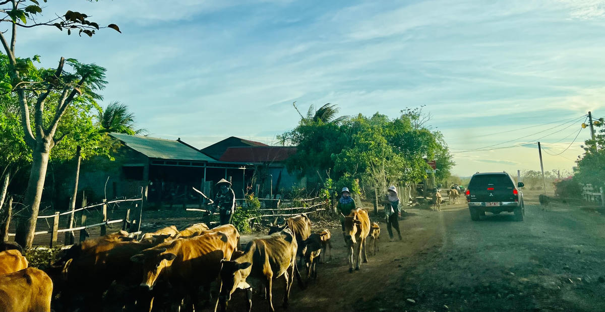 Đàn bò của người dân huyện Ea Súp đói trơ xương sườn và xương  bả nhô ra như thể chỉ còn da bọc xương.