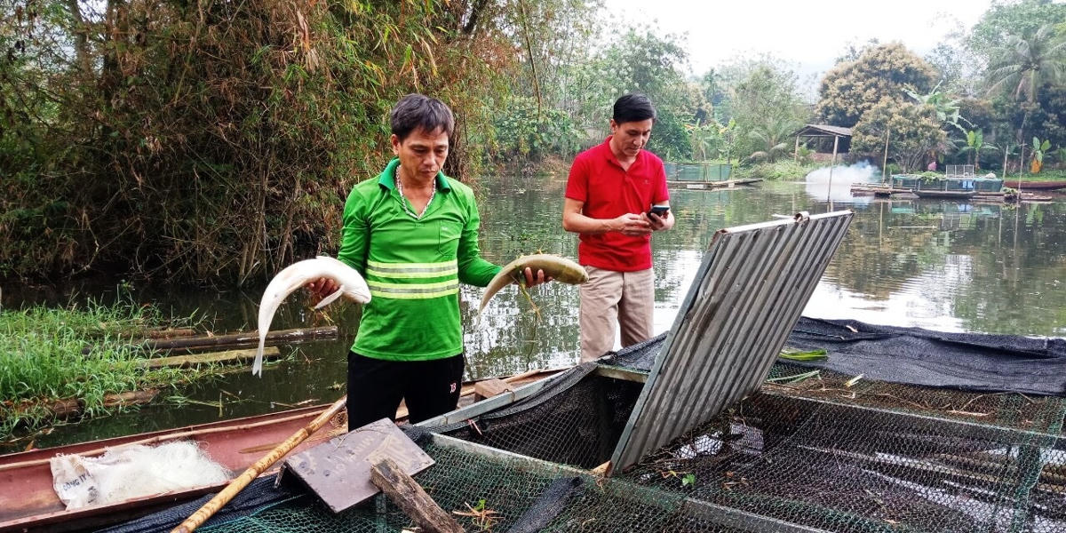 Việc cá thương phẩm đến thời kỳ thu hoạch bỗng chết bất thường khiến người dân vô cùng lo lắng.