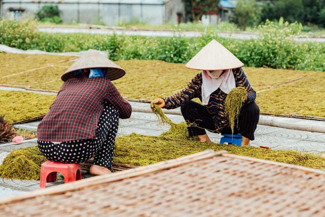 Lá thuốc sau khi thái nhỏ sẽ được đem đi phơi khô.