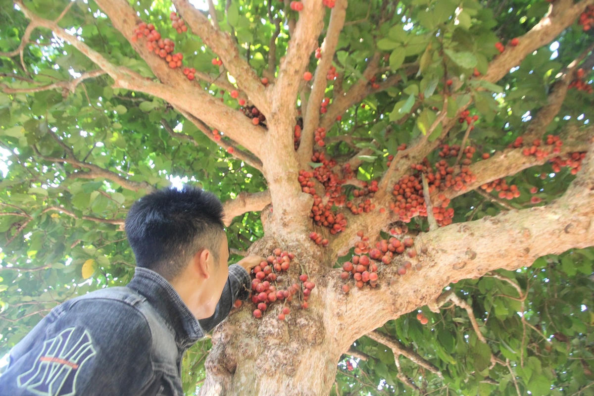 Người dân thu hoạch hái dâu đất bán cho thương lái.