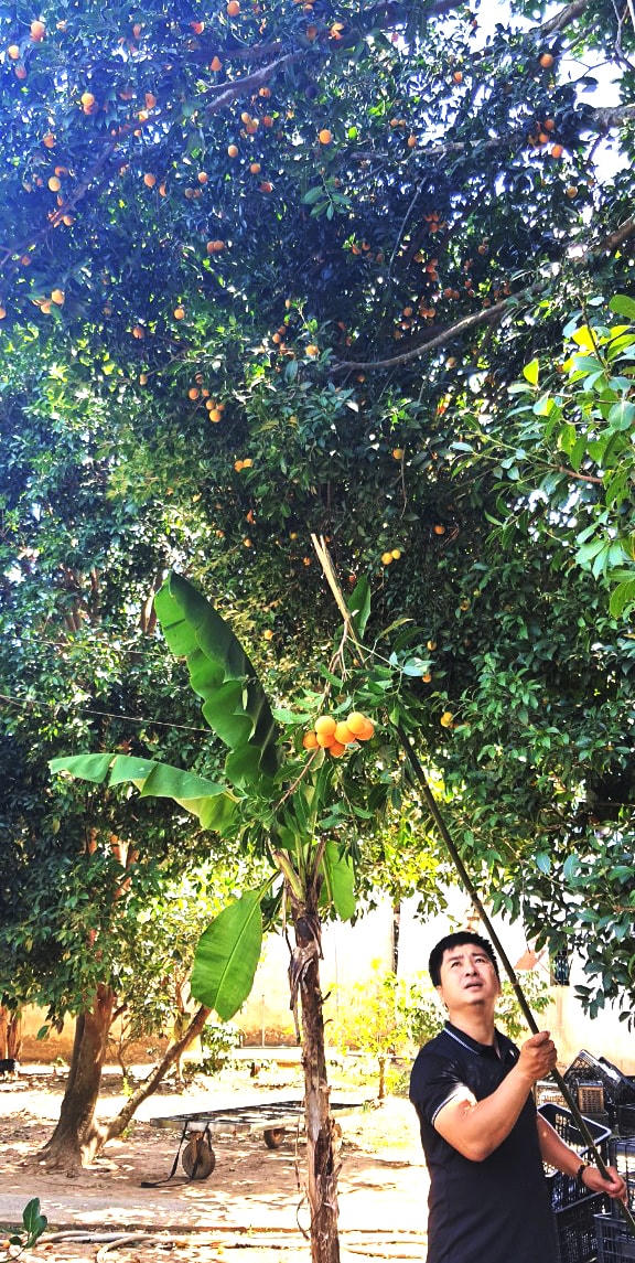 Dụng cụ để hái trái thanh trà rất đơn giản. 