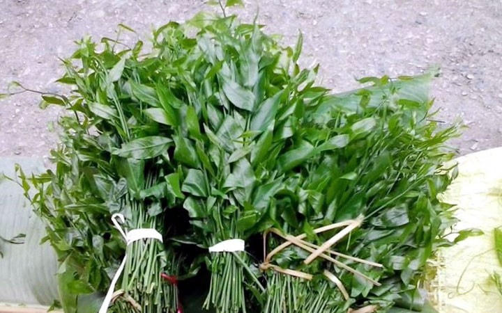 Theo người bán, rau bò khai là rau rừng tự nhiên.