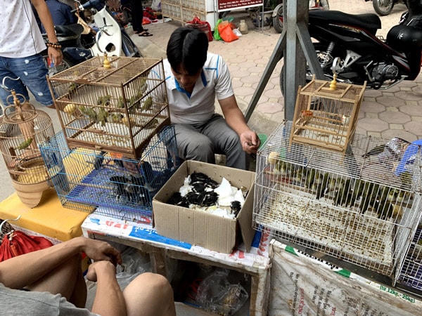 Cảnh mua bán tấp nận tại chợ chim.