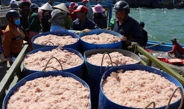 Những giỏ ruốc biển tươi ngon, đươc đưa từ thuyền lên.