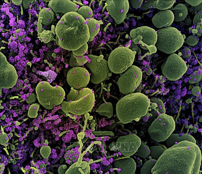 4.000 biến thể virus SARS-CoV-2