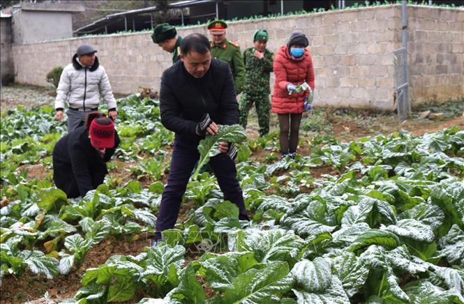 Cán bộ hướng dẫn bà con chống rét cho cây trồng, vật nuôi, giảm thiểu thiệt hại.