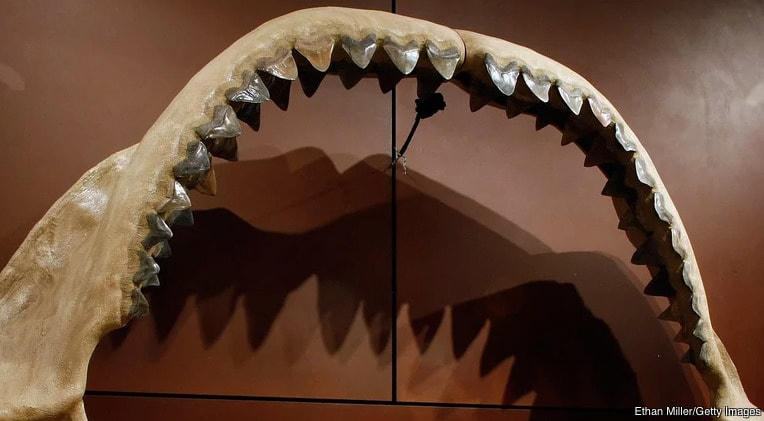 Bí ẩn về 11 cuộc đại tuyệt chủng trên Trái Đất, tiên đoán về sự kiện thứ 12