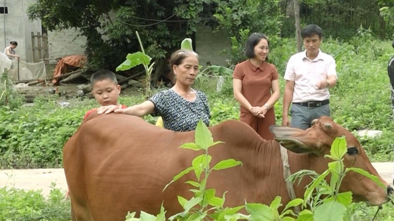 Một gia đình ở xóm Chùa, xã Bình Long, huyện Võ Nhai được nhận hỗ trợ từ mô hình nhân rộng nuôi bò cái sinh sản.