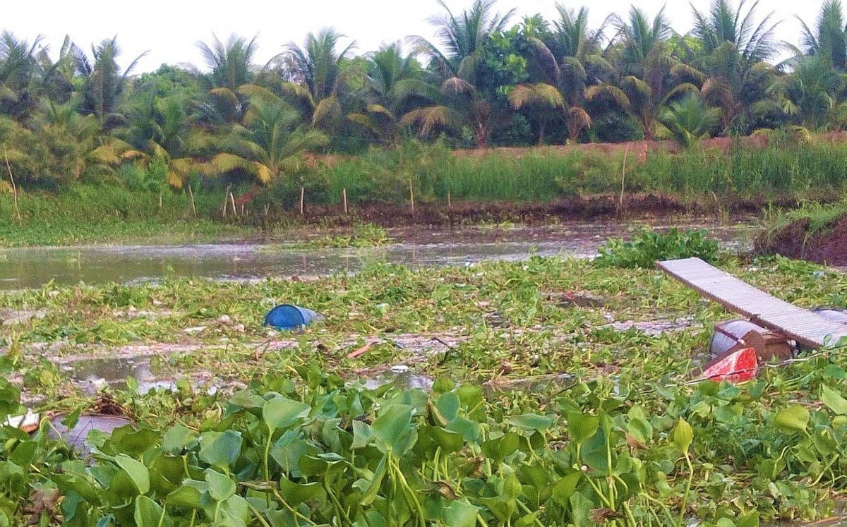 Khoảng 4 tấn cá điêu hồng bị trôi sông gây thiệt hại nặng nề người dân.