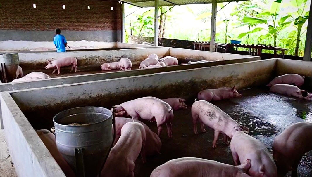 Ông Thắng đang chăm sóc đàn lợn trước khi xuất chuồng. 