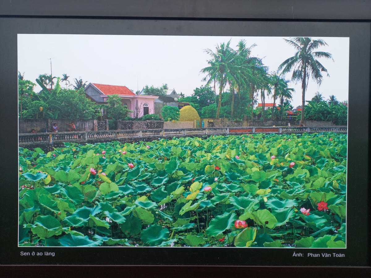 Sen trong đời sống văn hóa Việt