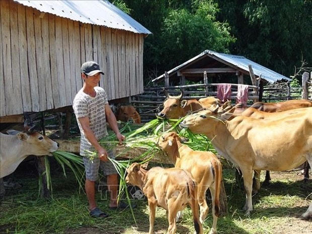 Nhiều gia đình ở buôn Học, xã Krông Pa thoát nghèo nhờ chăn nuôi bò sinh sản.