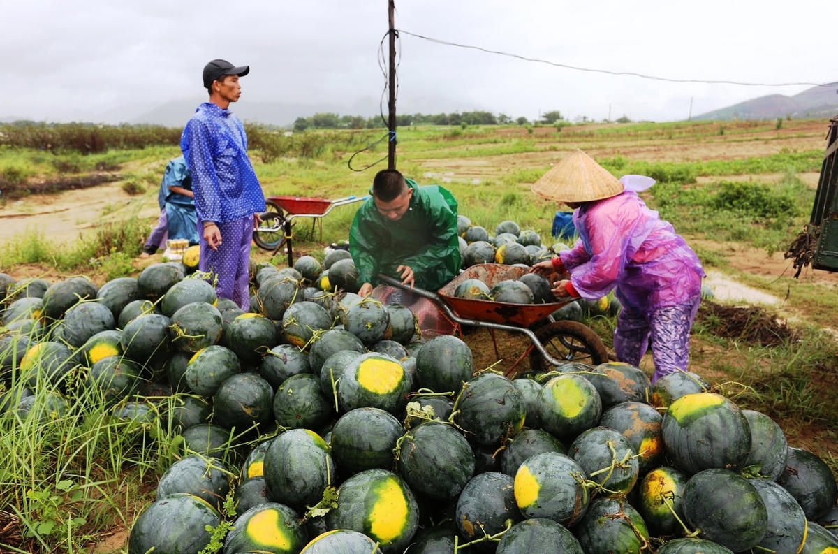 Người dân tranh thủ thu hoạch dưa hấu chở về nhà.