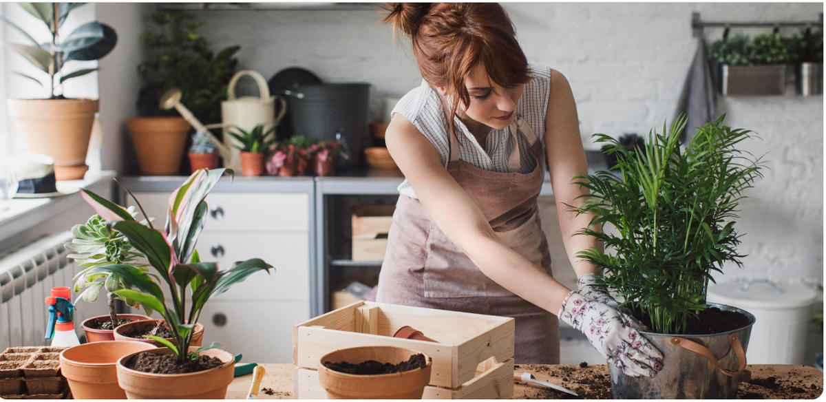 Chăm sóc cây trong nhà giúp bạn giải tỏa căng thẳng.