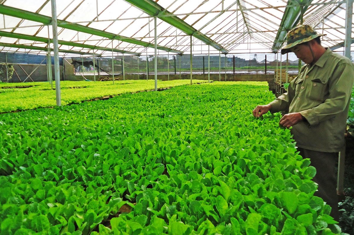 Trồng rau trong nhà kính cho hiệu quả kinh tế cao.