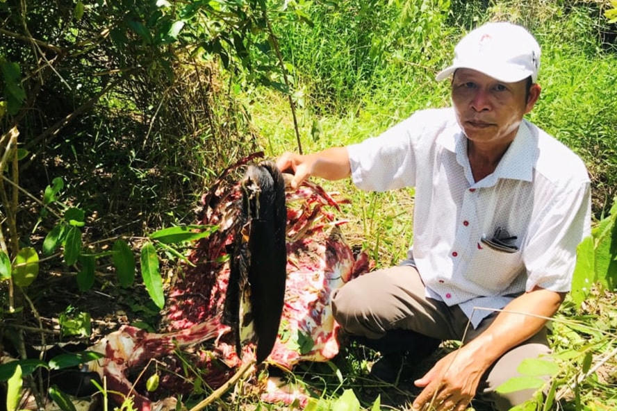 Hiện trường vụ giết hại cá thể bò tót tại Vườn quốc gia Cát Tiên rạng sáng 13/7/2020. (ảnh Minh Châu).