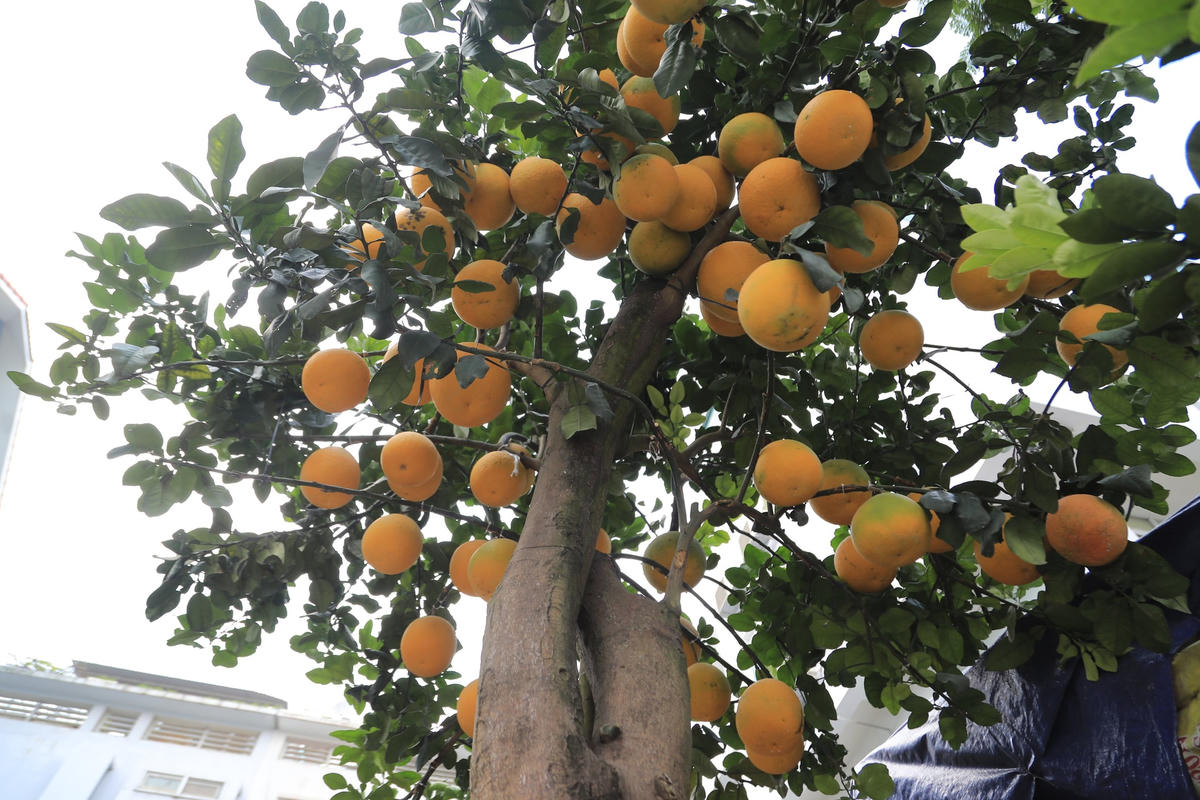 Năm nay, giá trung bình của loài cây này có xu hướng giảm so với năm ngoái. Thế nhưng, nhiều khách “xộp” đã mạnh tay chi tiền đặt cọc sớm.