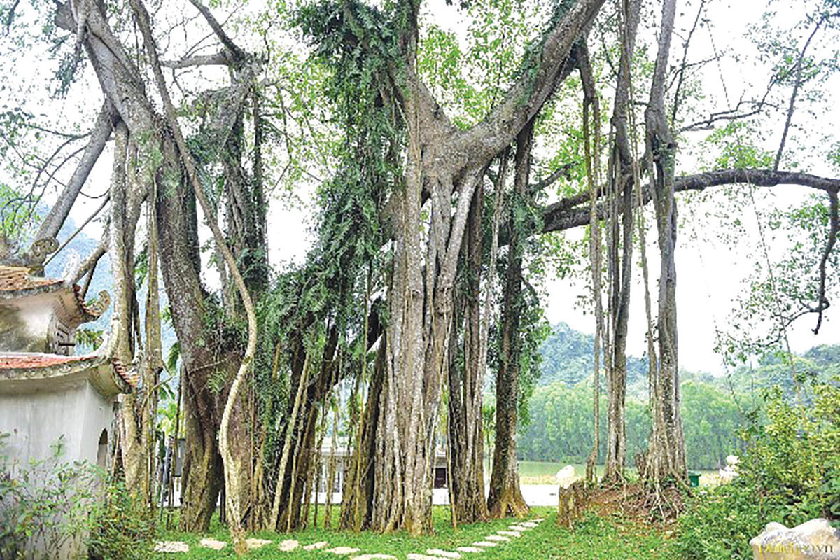 Cây đa có tuổi thọ hàng trăm năm tuổi.