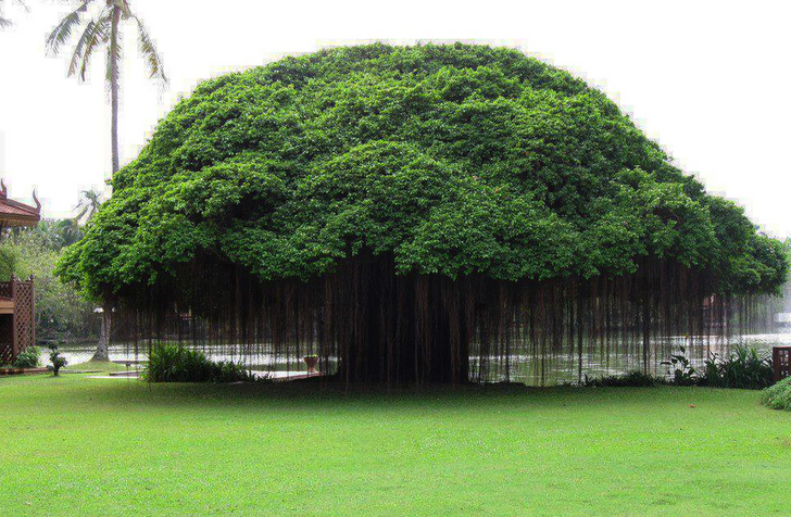 Cây đại thụ ở Ficus, Philippines.