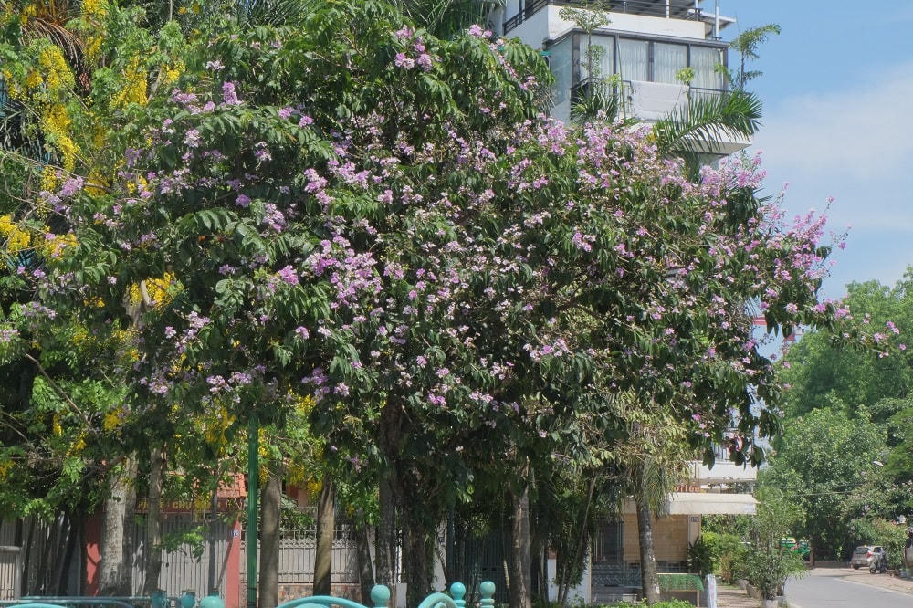 Hà Nội rực rỡ sắc hoa mùa hạ