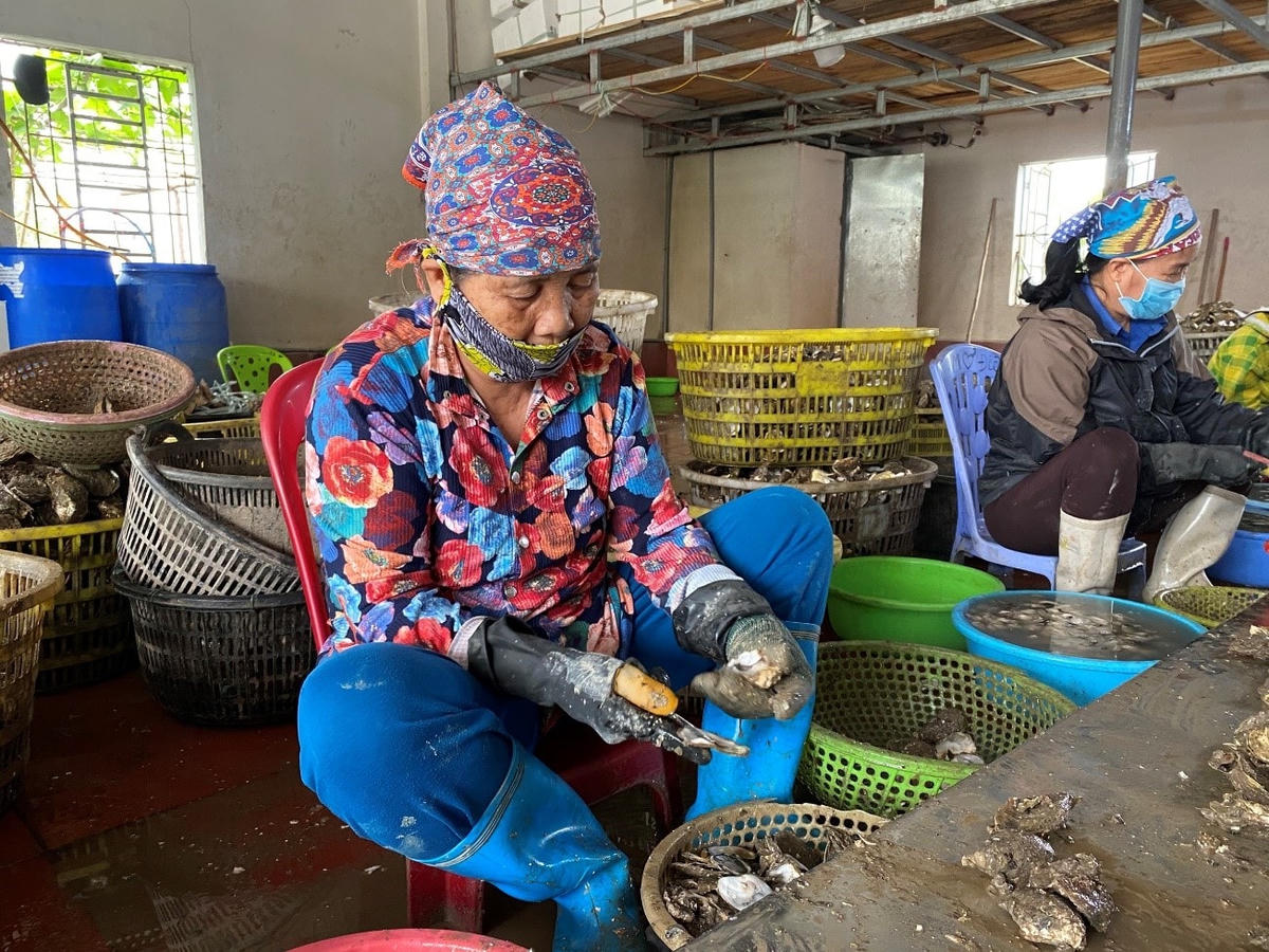 Xưởng bổ hàu hoạt động trở lại với nhiều đơn hàng được đặt, nhưng chủ yếu phục vụ khách hàng nội địa.