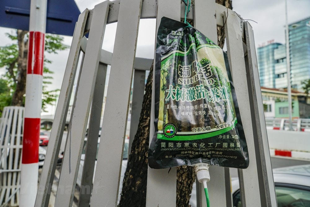 Những túi dịch màu xanh này có chữ Trung Quốc. Theo thông tin có trên túi, túi này có nghĩa là 'dung dịch dưỡng chất kích hoạt cây lớn' hay 'dịch bổ sung hoạt chất hồi sức cho cây.' Công ty sản xuất túi trên có cơ sở tại thành phố Giản Dương, tỉnh Tứ Xuyên, Trung Quốc. (Ảnh: Minh Hiếu/Vietnam+).