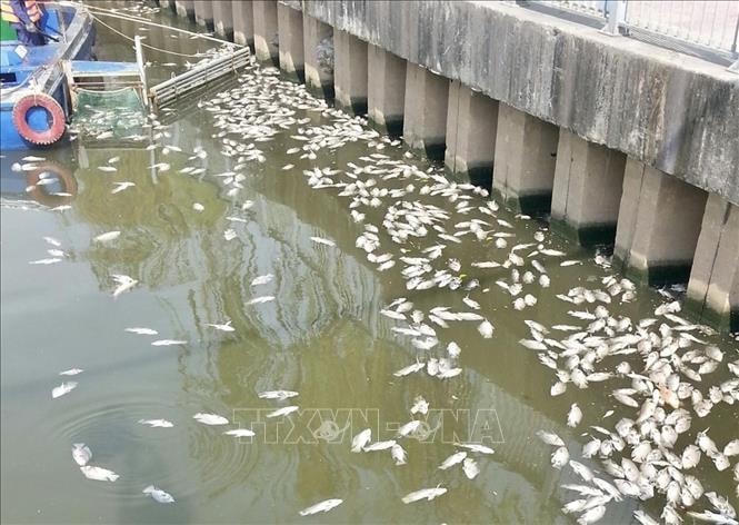 Xác cá dạt vào dọc khu vực bờ kè trên đường Trường Sa (quận Phú Nhuận).