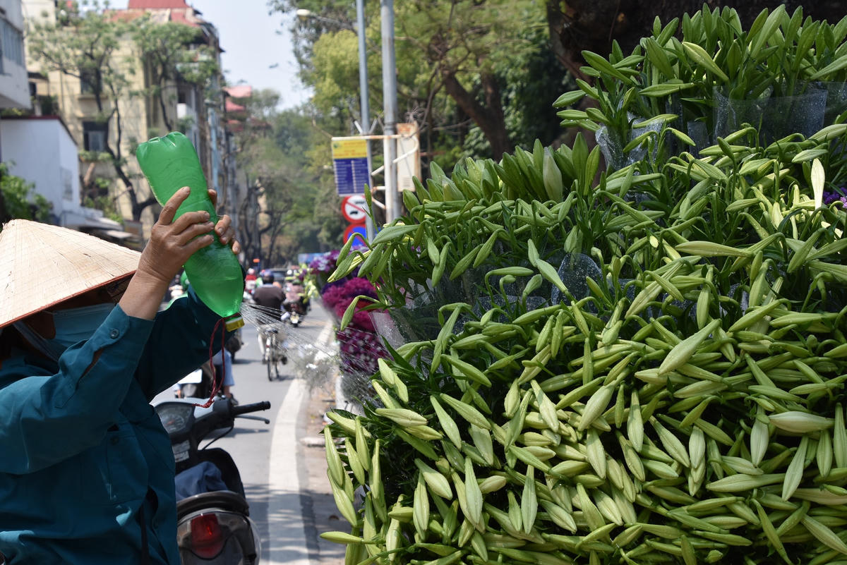 Cô Mai, người bán hoa trên đường Thuỵ Khuê cho biết: "Vì đang là đầu mùa nên người dân mua hoa loa kèn về trưng rất nhiều. Tuy nhiên giá còn cao, dao động từ 50.000 - 60.000 đồng/bó (10 cành)". 