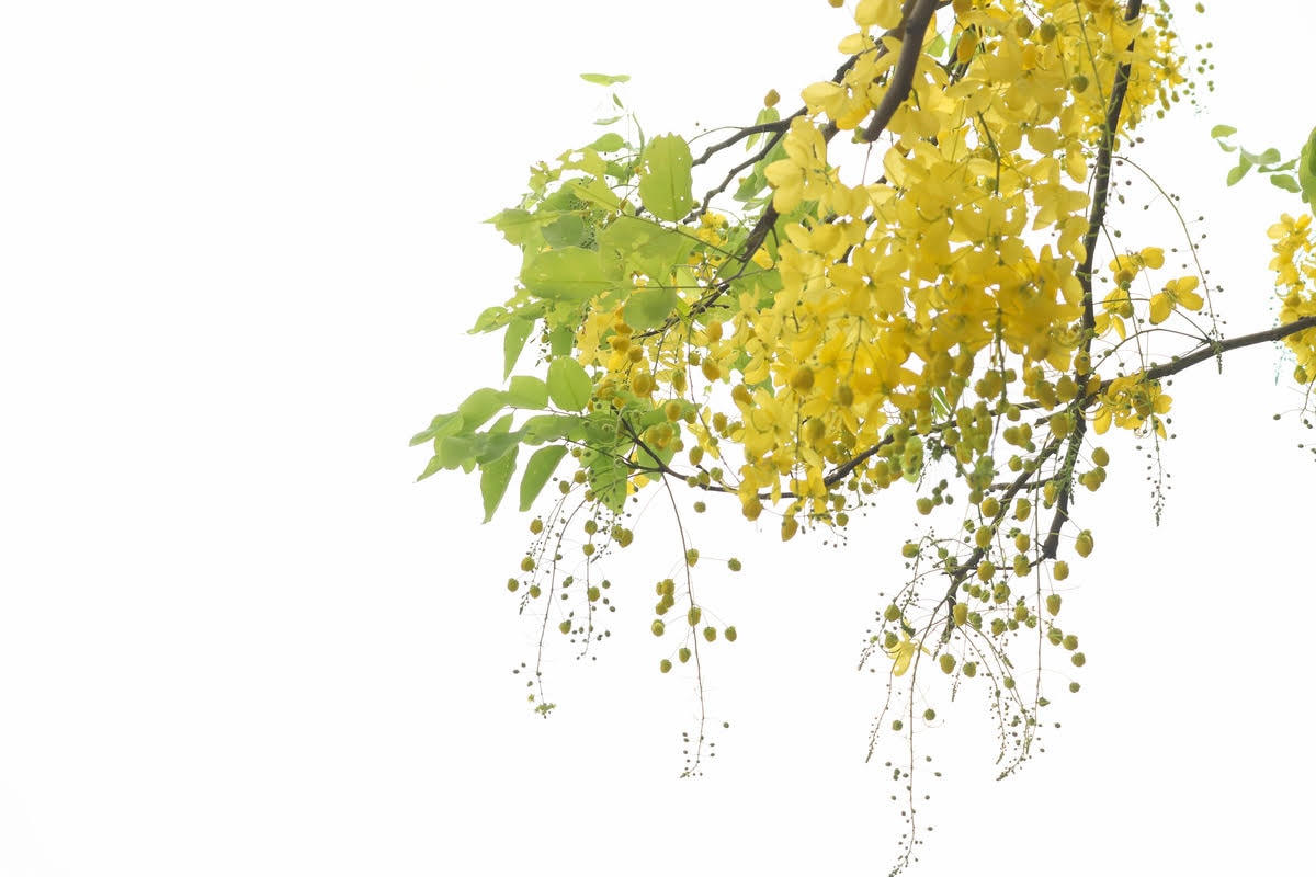 Những chùm hoa lớn rủ xuống dài 20–40 cm. Cánh hoa vàng rực, dưới ánh nắng của ngày hè tháng 5 muồng hoàng yến càng tô đậm thêm nét đẹp của Hồ Tây. Ảnh: Doãn Nhàn.